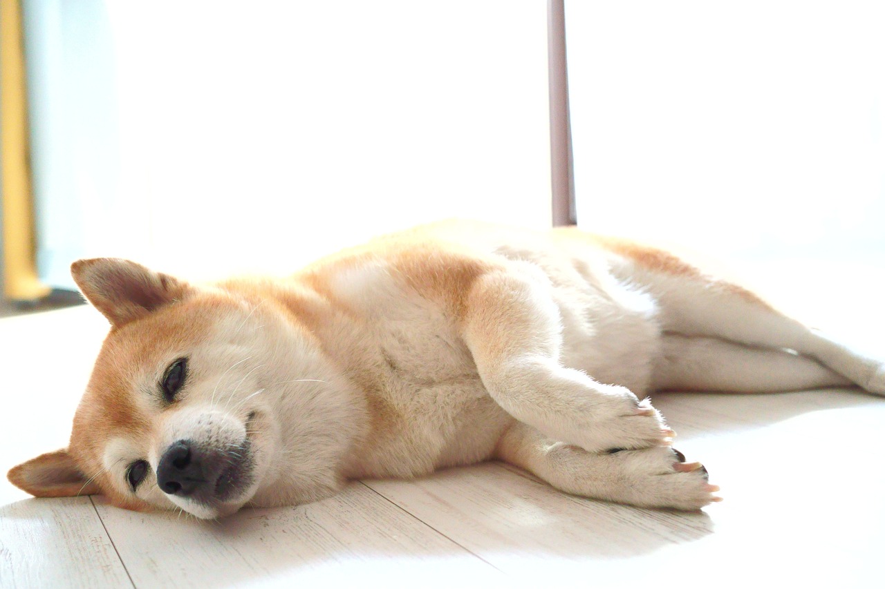 The Playful Spirit of Shiba Inu